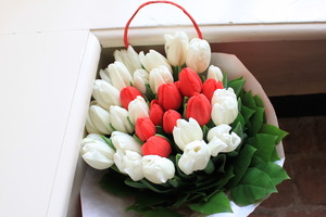 red & white tulips_01.JPG